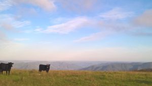 cow in front of vista - Katoomba to Bowral walk