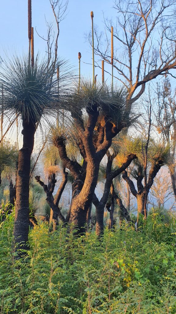Ancient grass trees, Woko National Park