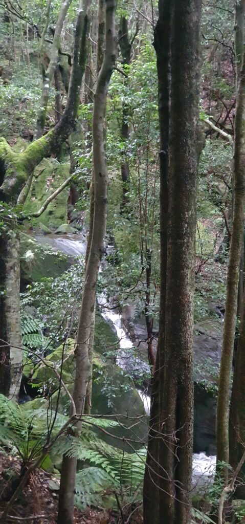 Creek at Leura Forest in the Jamison Valley