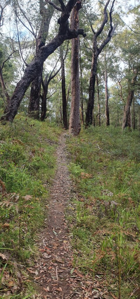 Trail on the Jamison Valley circuit walk