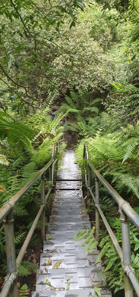 Stairs down through dense ferns at Fern Bower, Leura